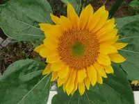k-P1090529.webp