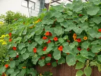 k-P1090534.webp