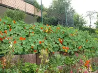 k-P1090535.webp