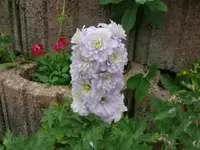k-P1090537.webp