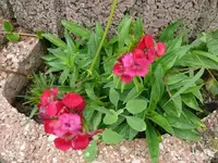 k-P1090538.webp
