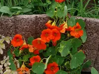 k-P1090540.webp