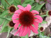 k-P1090542.webp