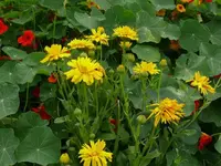 k-P1090545.webp