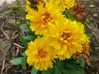 k-P1090559.webp