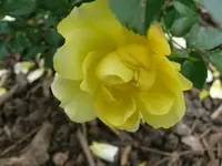 k-P1090561.webp
