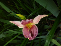 P1440636.webp
