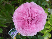 P1440626.webp