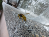 P1390977.webp