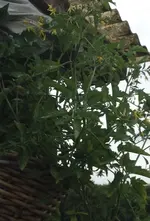 smallEggs1.webp
