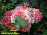IMG_5382.webp