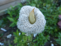 P1410828.webp