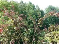 Blutpflaume.webp