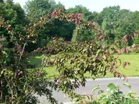 Blutpflaume1.webp