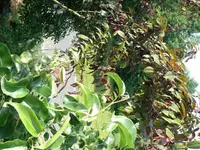 Blutpflaume2.webp