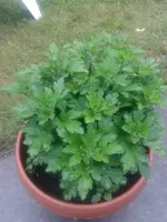 IMG-20150622-WA0000.webp