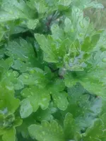 IMG-20150622-WA0001.webp