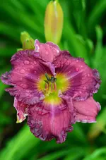 35.webp