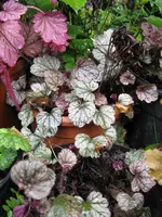 004_600x800.webp