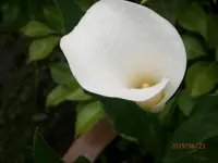 P6230424.webp