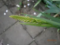 P6230428.webp