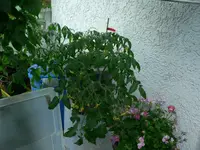 P1570218.webp