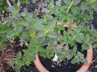 P6230434.webp