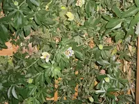 P6230435.webp