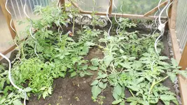 DSCF2593.webp