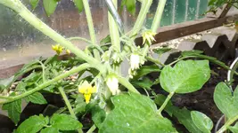 DSCF2589.webp