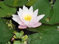 Bilda131.webp
