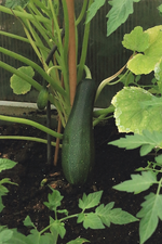 erste Zucchini erntereif_grün2_700.webp