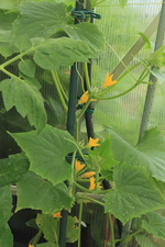 Gurken_voll mit Blüten_700.webp