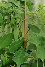 Paprika kommt_700.webp