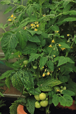 Tomate_Harzfeuer_voll mit Früchten und Blüten_700.webp
