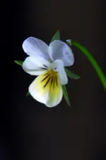 DSC_8734x.webp