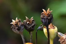 Ballonblume Samenstand_04a.webp