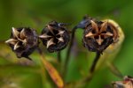 Ballonblume Samenstand_16a.jpg
