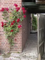 IMGP7887.webp