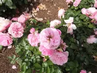 Bilda041.webp