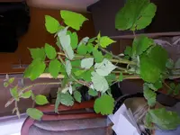 20150624_120539.webp