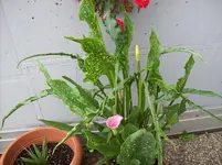 01 Calla.webp