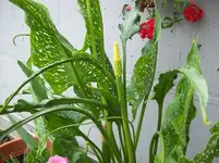 02 Calla.webp