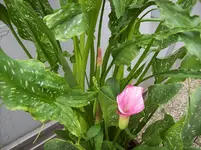 03 Calla.webp