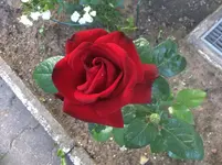 image.webp