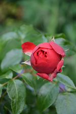 DSC_4780.webp
