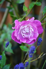 DSC_4782.webp