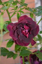 DSC_4783.webp