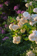 DSC_4784.webp