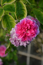 DSC_4785.webp